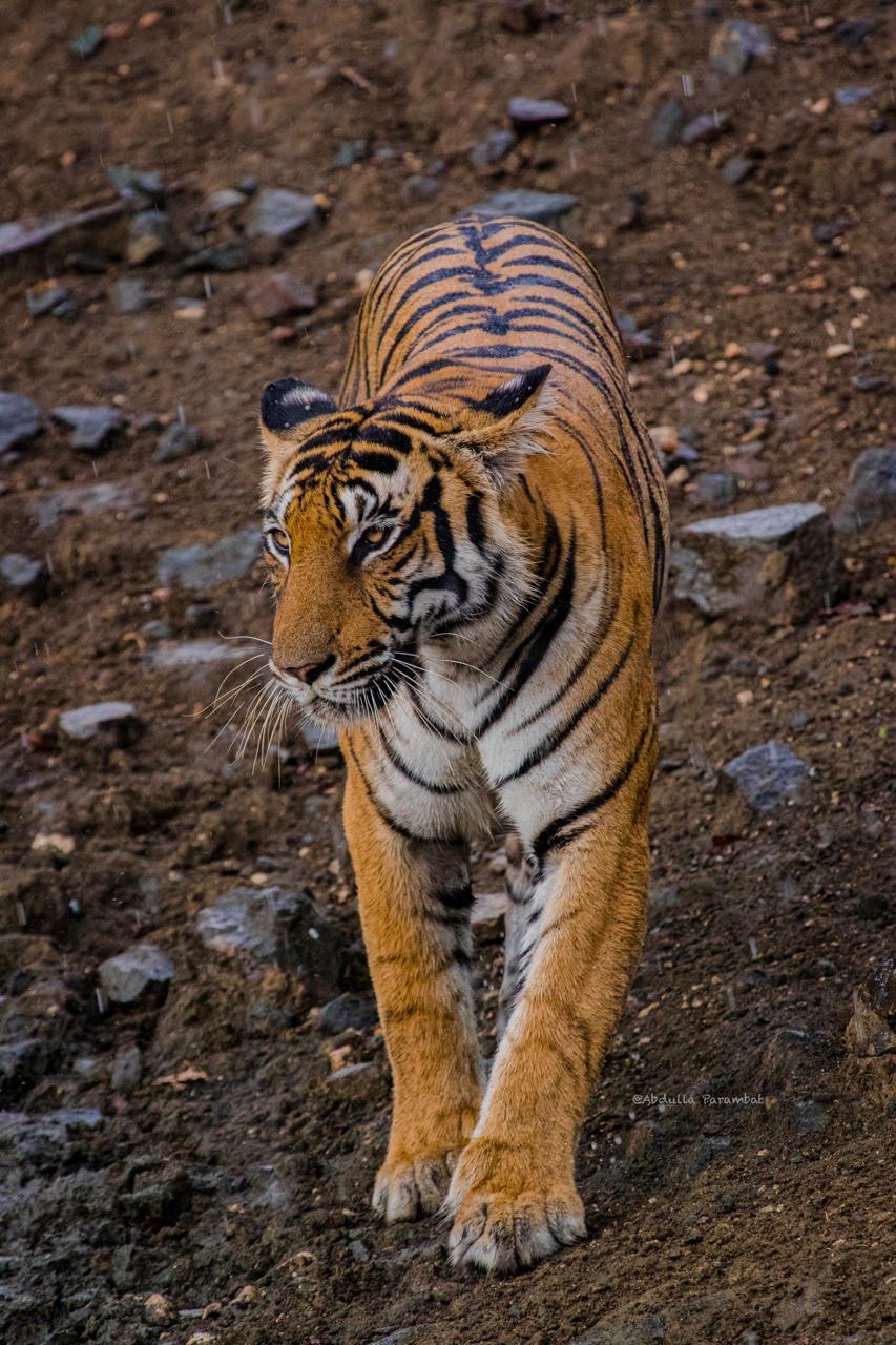 Tolpetty Wild Safari — photo 4