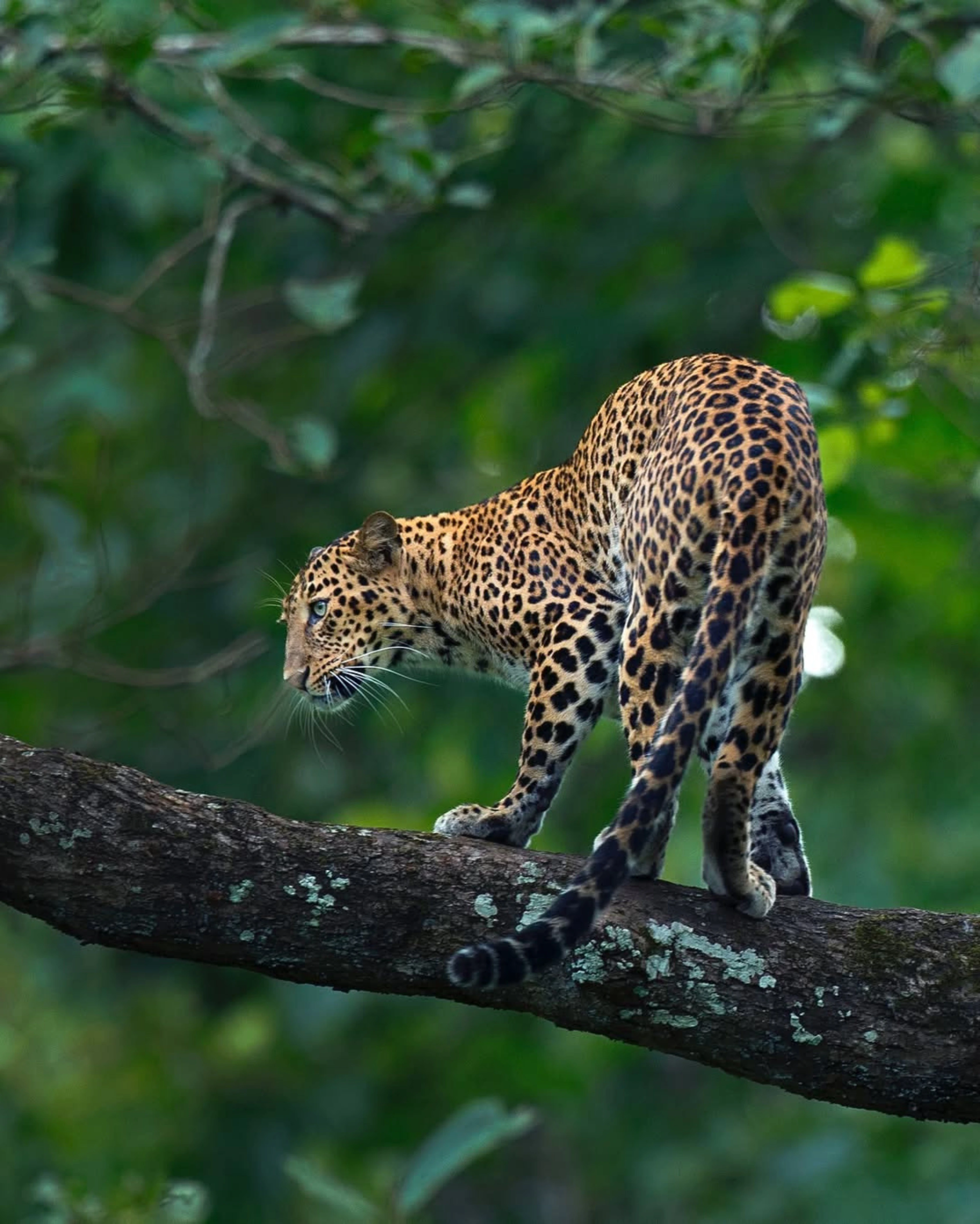 Tolpetty Wild Safari